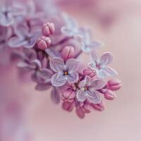 Beautiful lilac flowers arranged on a soft pink background for a creative floral display photo