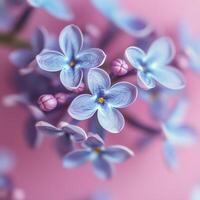 Beautiful lilac flowers arranged on a soft pink background for a creative floral display photo