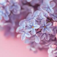 Beautiful lilac flowers arranged on a soft pink background for a creative floral display photo
