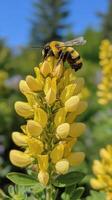 Bee collecting pollen from vibrant yellow flower in a sunny garden photo