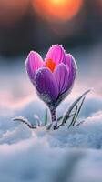 Blooming tulip surrounded by snow on a chilly winter morning photo