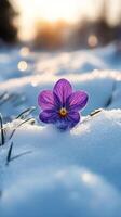 Blooming tulip surrounded by snow on a chilly winter morning photo