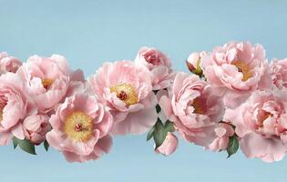 Blossoming peonies arranged on a blue background in a beautiful floral display photo