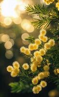 Blossoming yellow flowers in sunlight with a blurred background of nature during the golden hour photo