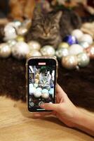 A cute cat is sitting on a soft blanket with a pile of Christmas balls and looking at the camera. photo