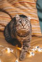 Cute cat sitting on a striped pillow with Christmas lights and looking at the camera with big eyes. photo