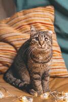 Cute cat sitting on a striped pillow with Christmas lights and looking at the camera with big eyes. photo