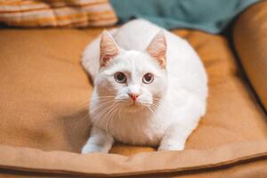 Cute fluffy white cat with big blue eyes sitting on a brown sofa and looking at the camera. photo