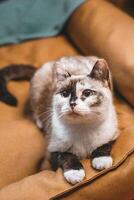 Colorpoint cute cat with big eyes sitting on a soft brown sofa looking directly at the camera. photo