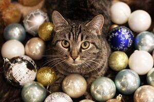 Top view on a curious tabby cat with big yellow eyes peeking out from a colorful Christmas balls. photo