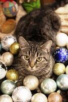 Top view on a curious tabby cat with big yellow eyes peeking out from a colorful Christmas balls. photo