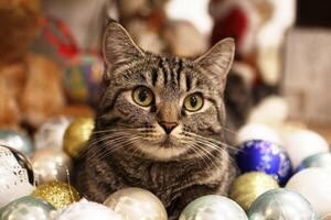 A fluffy gray tabby cat playfully sitting among various colorful Christmas balls in festive decor. photo