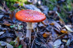 a red mushroom with water droplets on it in the forest photo