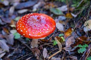 a red mushroom with white spots on it is sitting on the ground photo