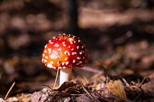 a red mushroom with white spots on it is standing in the woods photo