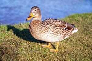 a duck standing on the grass next to a pond photo