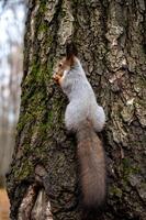 gray squirrel sitting on a tree trunk, close-up photo