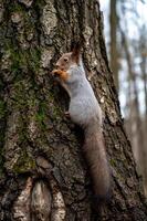 gray squirrel sitting on a tree trunk, close-up photo