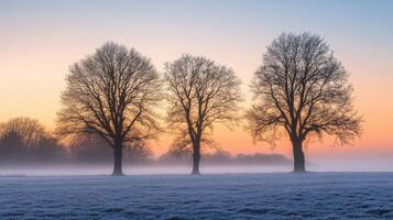 Three trees in a field at sunrise photo