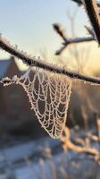 A spider web is covered in frost on a branch photo
