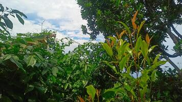A banana tree with leaves and a sky photo