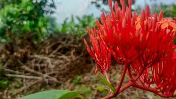 A red flower with green leaves and a green background photo