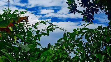 A banana tree in the jungle photo