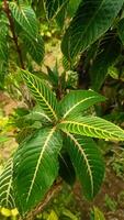 A close up of a leaf with green and yellow stripes 1 photo