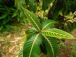 A close up of a leaf with green and yellow stripes photo
