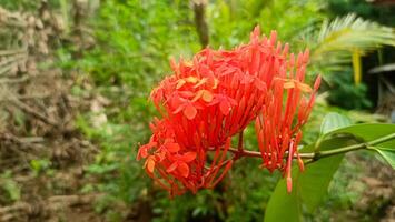 A red flower with green leaves in the middle of a forest photo
