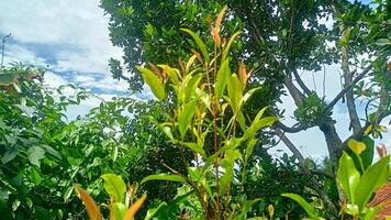A tree with green leaves and yellow flowers photo