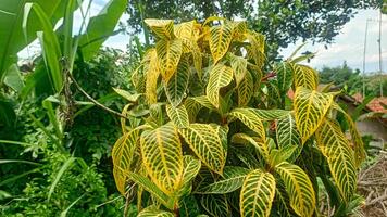 A plant with yellow and green leaves in the middle of a field photo