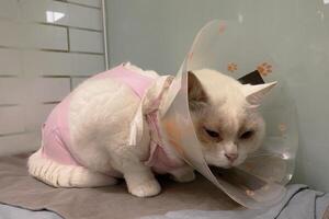 white cat with dull, watery eyes is wearing an e collar. It looks distressed and uncomfortable in a small carrier and pink cloths. photo