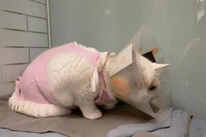 white cat with dull, watery eyes is wearing an e collar. It looks distressed and uncomfortable in a small carrier and pink cloths. photo