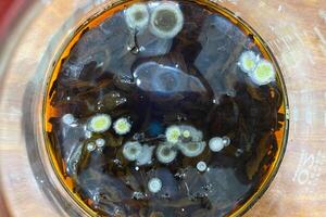 colonies of microorganisms on the surface of agar in a Petri dish bacteria and fungi from the surface of a cell phone in a Petri dish photo