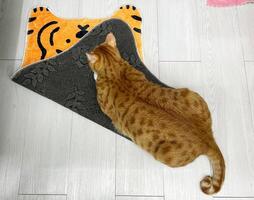 Ginger tabby cat crouching on orange wool carpet replace on wooden floor. Relaxing, resting, calming and charming posture of pet in home. Top view. Animal portrait. photo