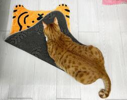 Ginger tabby cat crouching on orange wool carpet replace on wooden floor. Relaxing, resting, calming and charming posture of pet in home. Top view. Animal portrait. photo