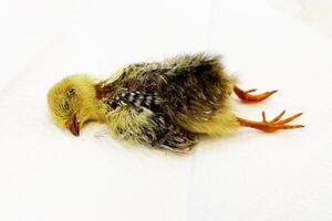 A small chicken is sleeping on white background photo