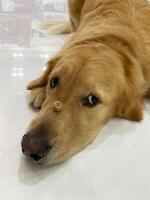 A dog snack on a dog's nose. The dog holds a treat on its nose and waits for a command. photo