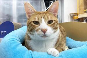 Photo of a cute, tabby cat photographed to the waist and lying on his side on his bed in a cat house. Only the front paws are visible on the cat. The cat looks directly into the camera and playfully