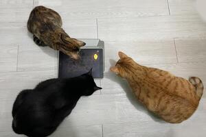 three cats and kitten playing a game on the tablet. top view photo