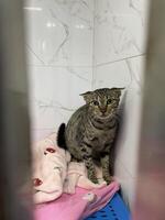 Adorable Kitten Ready for Adoption. This feline is looking for forever home, eager to share its affection and charm photo