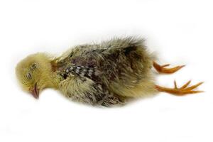 A small chicken is sleeping on white background photo