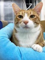Photo of a cute, tabby cat photographed to the waist and lying on his side on his bed in a cat house. Only the front paws are visible on the cat. The cat looks directly into the camera and playfully