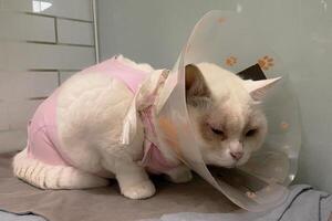 white cat with dull, watery eyes is wearing an e collar. It looks distressed and uncomfortable in a small carrier and pink cloths. photo