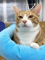 Photo of a cute, tabby cat photographed to the waist and lying on his side on his bed in a cat house. Only the front paws are visible on the cat. The cat looks directly into the camera and playfully