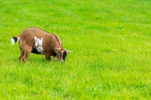 one goatling eating of green grass at farm photo