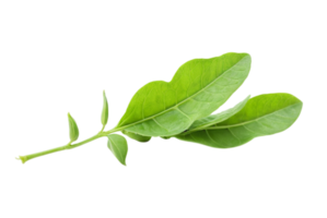 Pea leaf structure and function png