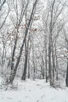 The park is covered with a thin layer of snow in winter. The park with tall trees and paths is covered with snow. photo