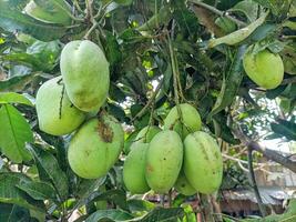 Unripe Green mangoes hanging on Branch. Fresh green mango on tree. Pakistani Mango. Bunch of Mango's. Mangos with tree. raw mango hanging on tree with leaf background in summer fruit photo